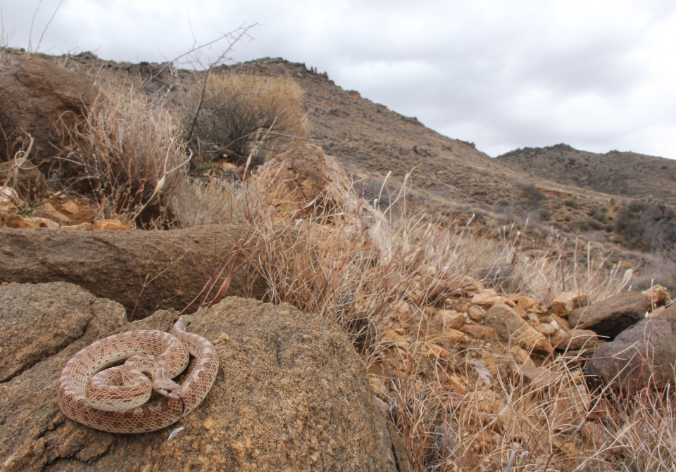 Arizona Glossy Snake